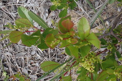 Searsia laevigata laevigata