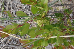 Searsia laevigata laevigata