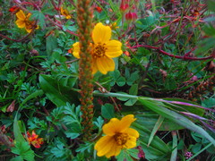 Bidens anthemoides