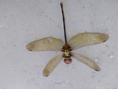 Zyxomma petiolatum