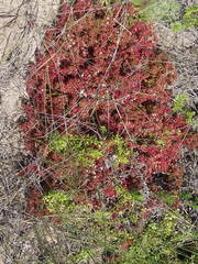 Crassula expansa expansa