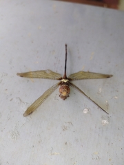 Zyxomma petiolatum