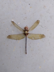 Zyxomma petiolatum