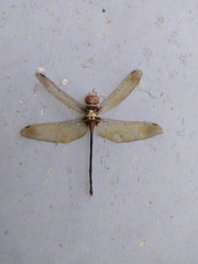 Zyxomma petiolatum