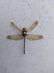 Zyxomma petiolatum