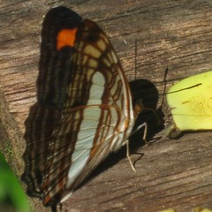 Adelpha iphicleola