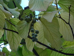 Styrax obassia