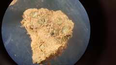 Enchylium coccophorum