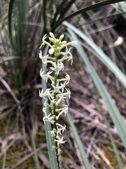 Stackhousia aspericocca