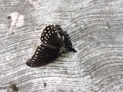 Papilio menatius victorinus