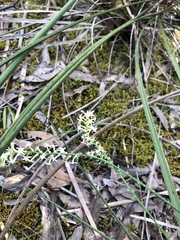 Stackhousia aspericocca