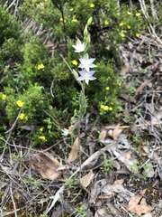 Thelymitra bracteata