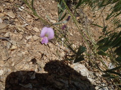 Tephrosia vicioides