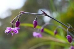 Arthropodium minus