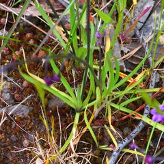 Arthropodium minus