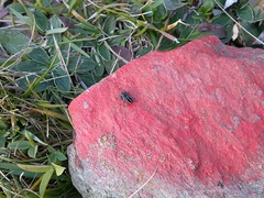 Pellenes tripunctatus