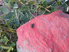 Pellenes tripunctatus