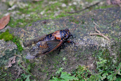 Cryptotympana mandarina