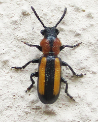 Sigrisma cylindrica