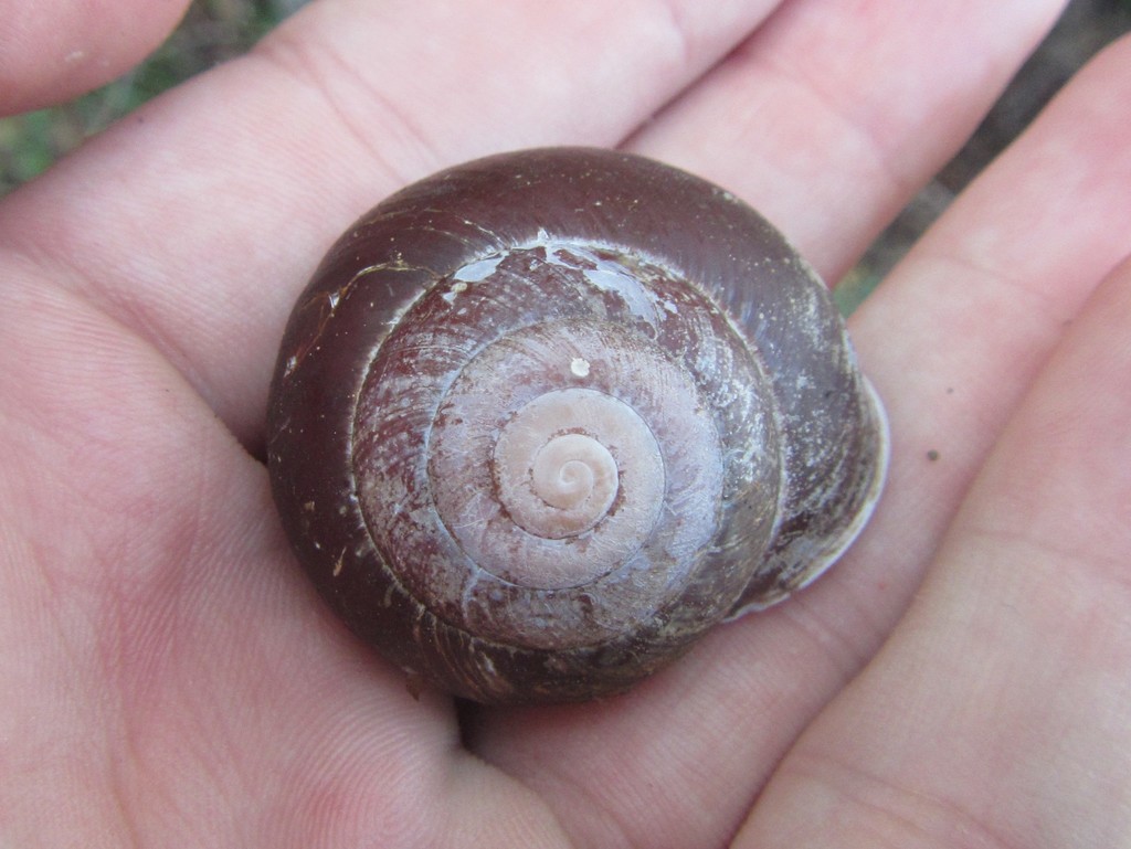 Magnetic Island Dark Snail