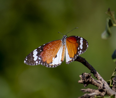 Danaus chrysippus alcippus