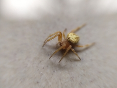 Araneinae