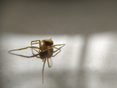 Araneinae