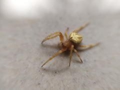 Araneinae