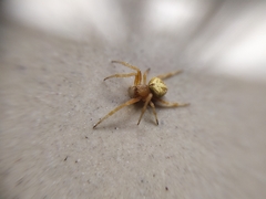 Araneinae