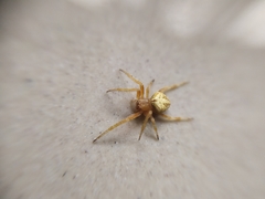 Araneinae