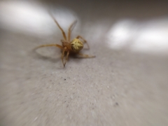 Araneinae
