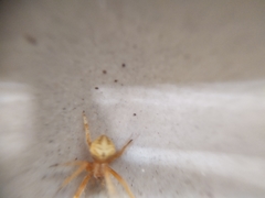 Araneinae