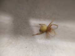 Araneinae