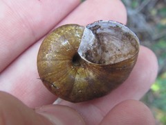 Briansmithia ptychomphala