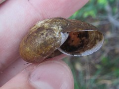Briansmithia ptychomphala