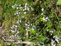Scaevola albida