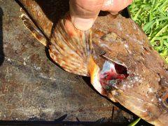 Cymbacephalus parilis