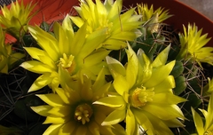 Mammillaria longimamma