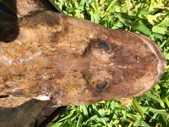 Cymbacephalus parilis