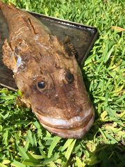 Cymbacephalus parilis