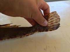 Cymbacephalus parilis