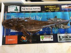 Cymbacephalus parilis