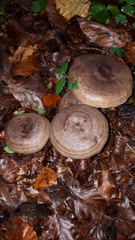 Lactarius circellatus
