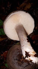 Lactarius circellatus