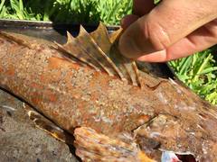 Cymbacephalus parilis