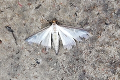 Cydalima perspectalis