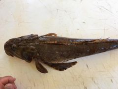 Cymbacephalus parilis