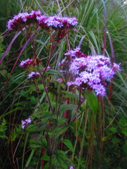 Stevia serrata