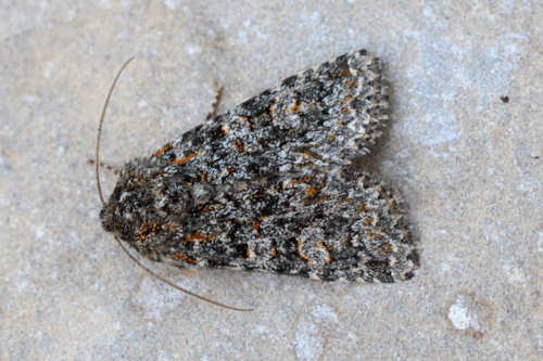 Hadena alberti