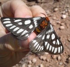 Hemileuca chinatiensis